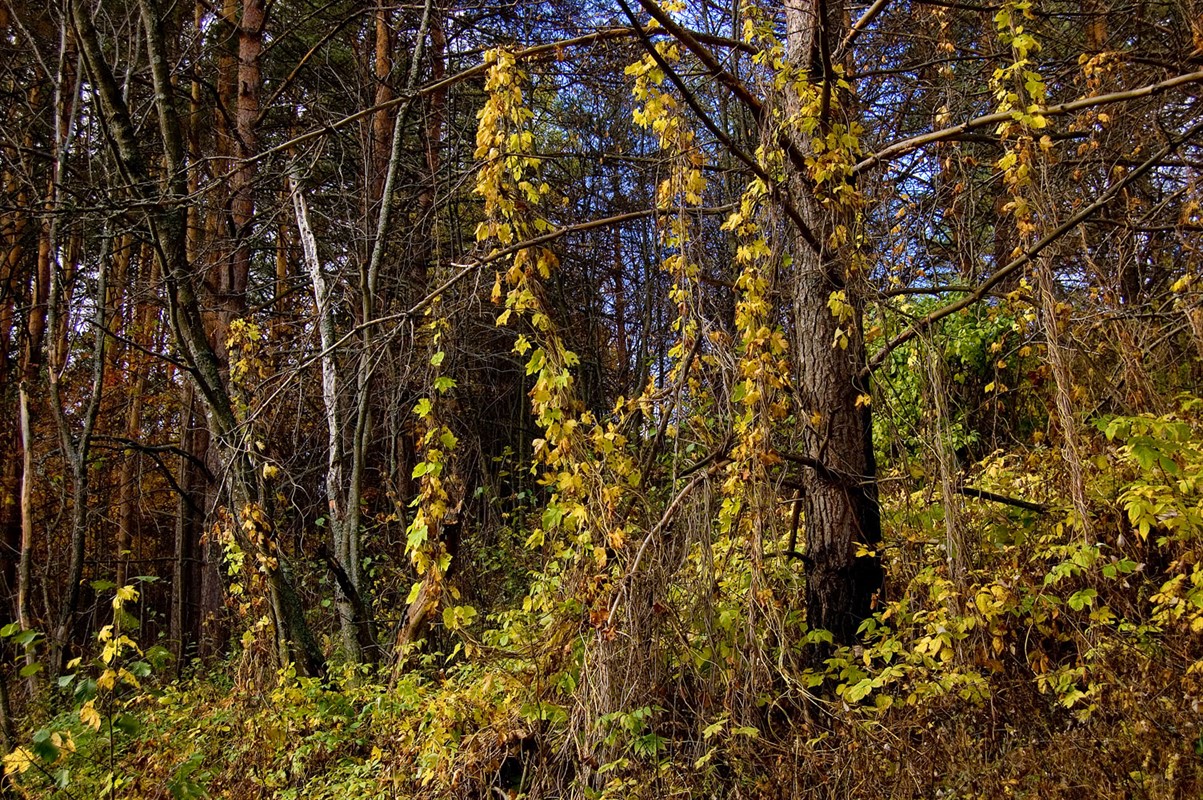 Изображение особи Humulus lupulus.