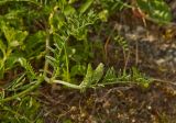 Astragalus onobrychis