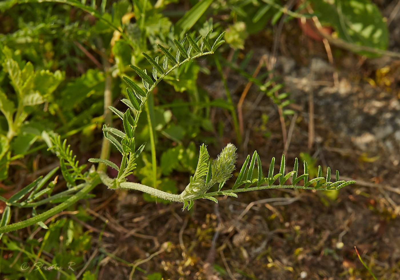 Изображение растения Astragalus onobrychis.