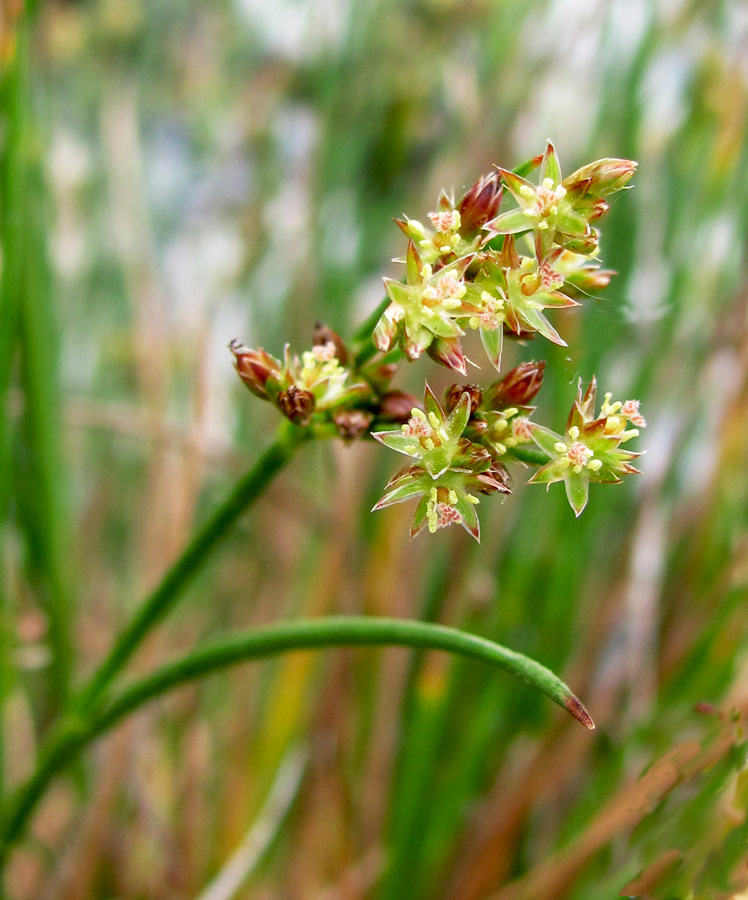 Изображение особи Juncus articulatus.