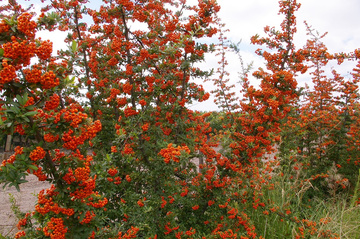 Изображение особи Pyracantha coccinea.