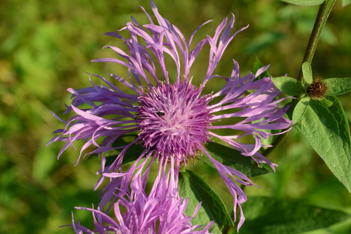 Изображение особи Centaurea phrygia.