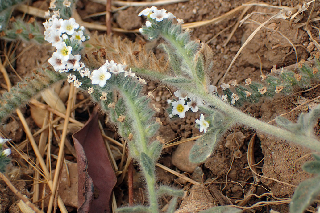 Изображение особи Heliotropium hirsutissimum.