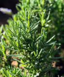 Lavandula dentata