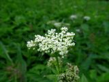 Chaerophyllum aromaticum. Соцветие. Беларусь, Гродненская обл., Новогрудский р-н, Ладеникский сельсовет, дер. Городечно, крапивник-разнотравный на склоне холма. 19.06.2014.