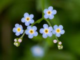 Myosotis palustris. Цветки. Кировская обл., г. Кирово-Чепецк, лесопарк. 12.07.2017.