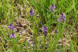 Polygala comosa