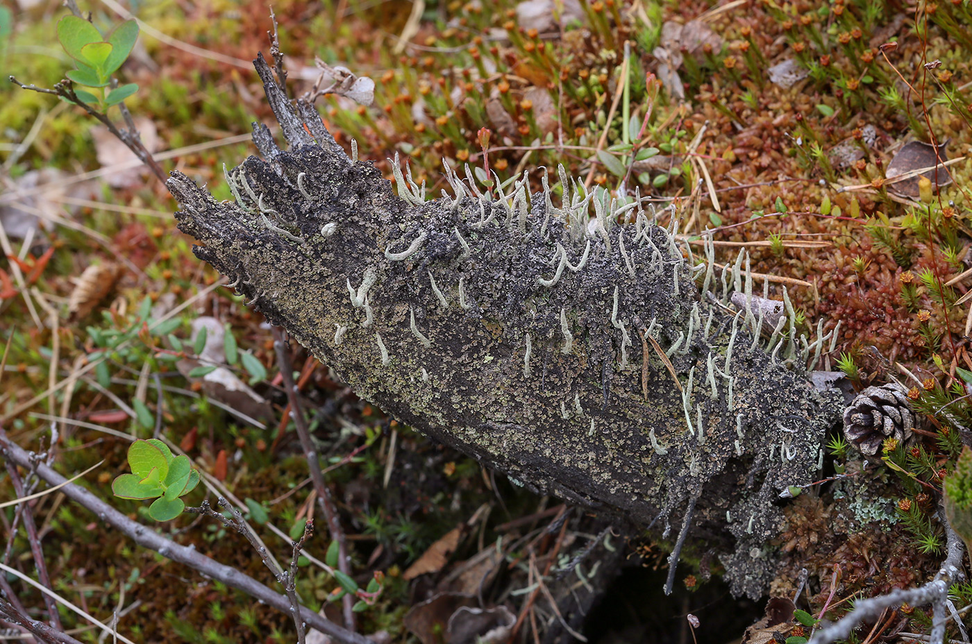 Изображение особи род Cladonia.