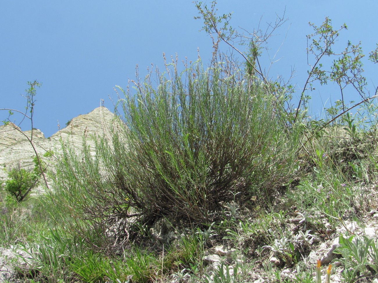 Image of Artemisia salsoloides specimen.