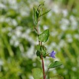 Convolvulus siculus