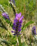 Astragalus adsurgens