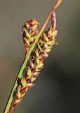 Carex rigidioides