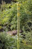 Verbascum thapsus