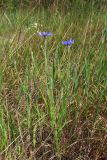 Centaurea cyanus