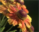 Helenium autumnale