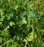 Heracleum sibiricum