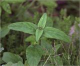 Prunella vulgaris