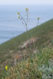 Camelina rumelica