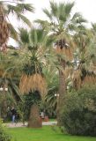 Washingtonia filifera. Взрослые растения (слева - увитое Hedera helix). Краснодарский край, Черноморское побережье Кавказа, г. Сочи, в культуре. 12 декабря 2014 г.