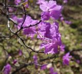 Rhododendron dauricum. Цветок. Бурятия, Кабанский р-н, тополёво-берёзовый лес на склоне сопки у северного подножья хребта Хамар-Дабан. 22.05.2023.