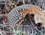 Helianthus annuus. Сорванное и повреждённое спелое соплодие-корзинка. Болгария, Бургасская обл., село Оризаре, поле, в культуре. 17.09.2021.