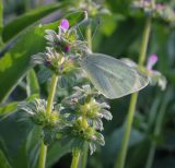 Lamium amplexicaule. Верхушка цветущего растения сидящей бабочкой. Ростовская обл., г. Донецк, разнотравный луг. 09.04.2024.