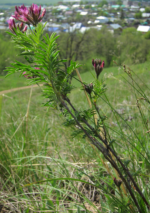 Изображение особи Astragalus cornutus.