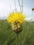 Centaurea orientalis