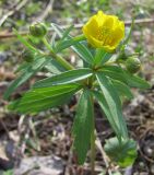 Ranunculus conspicuus. Верхняя часть генеративного побега в начале цветения. Окр. Томска, опушка сосново-берёзового леса. 14.05.2012.