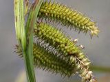 Carex pseudocyperus