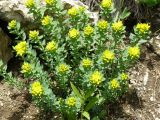 Haplophyllum thesioides