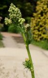 Thalictrum lucidum