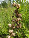 Pedicularis sceptrum-carolinum. Прошлогодние сухие побеги с раскрытыми коробочками. Республика Бурятия, Баунтовский эвенкийский р-н, окр. пос. Северный, сырой луг в долине р. Има. 02.07.2013.