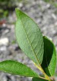 Salix myrsinifolia