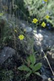 Crepis pulchra ssp. turkestanica