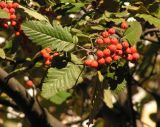 Sorbus hybrida