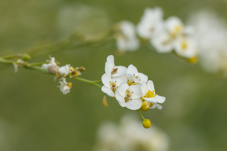 Изображение особи Crambe koktebelica.