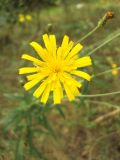 Hieracium umbellatum