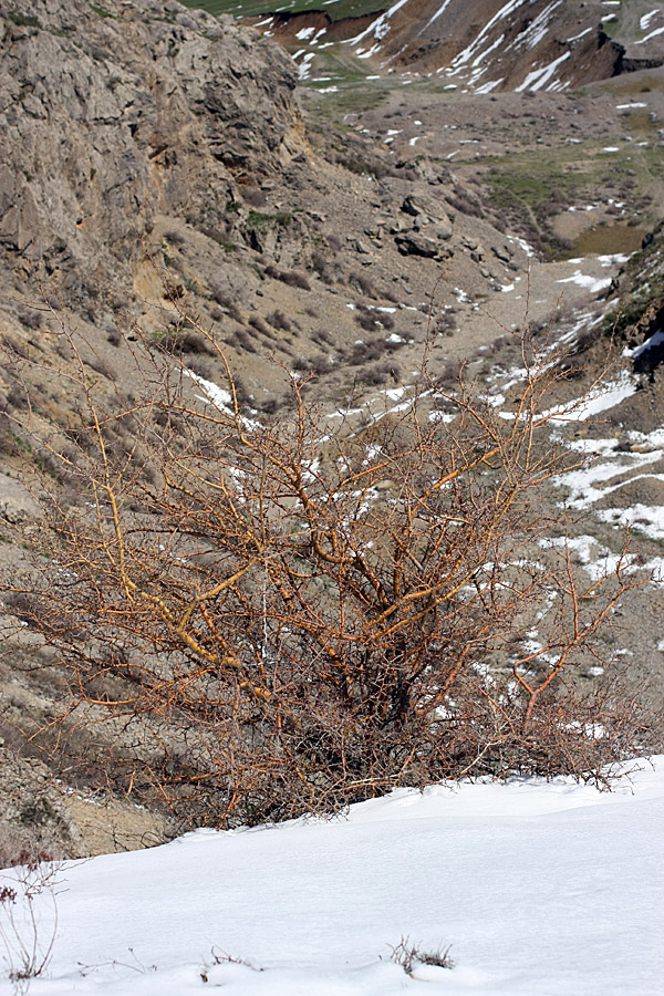 Изображение особи Crataegus turkestanica.