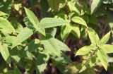 Monarda fistulosa. Верхушки вегетативных побегов. Ростов-на-Дону, ботсад, участок лекарственных растений, в культуре. 07.07.2015.