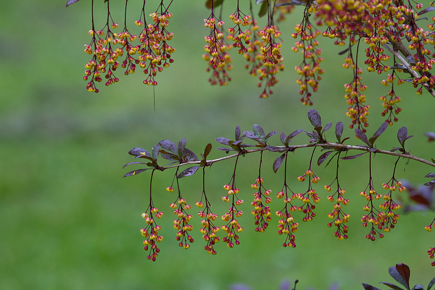 Изображение особи Berberis &times; ottawensis.