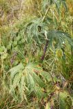 Aconitum leucostomum. Нижняя часть побега. Алтай, Семинский перевал. 25.08.2009.