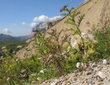 Cirsium gagnidzei