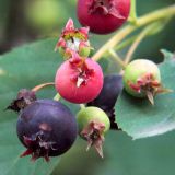 Amelanchier spicata. Часть соплодия. Санкт-Петербург. 24.07.2009.