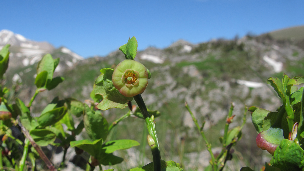 Изображение особи Vaccinium myrtillus.