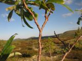 Salix sajanensis. Часть старой ветви с оголенным стеблем. Красноярский край, Ермаковский р-н, парк \"Ергаки\", Западный Саян, водораздел р. Ус и р. Амыл, пенеплен, тундра. 23.08.2013.