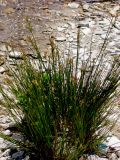 Juncus articulatus