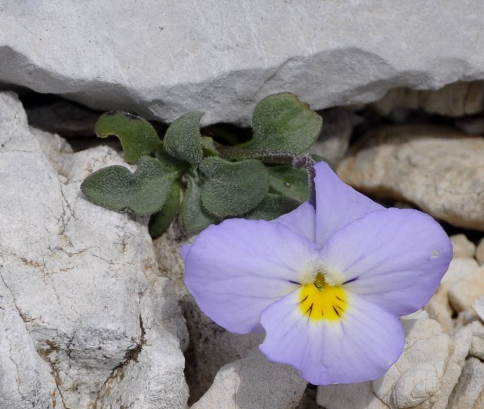 Изображение особи Viola striis-notata.