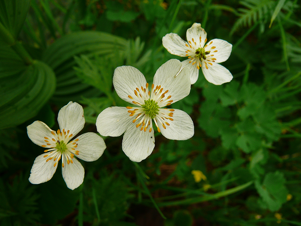 Изображение особи Anemonastrum crinitum.