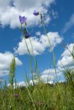 Campanula persicifolia